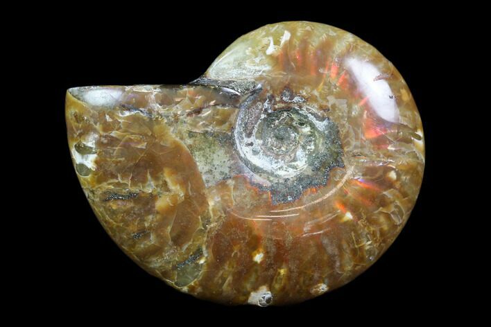 Iridescent, Red Flash Ammonite - Madagascar #82419